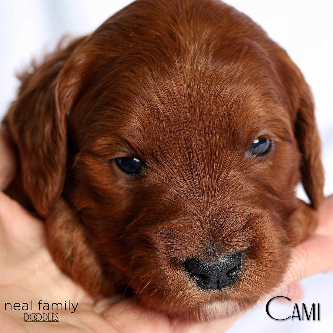 Cami Pink 20260216-IMG_0465