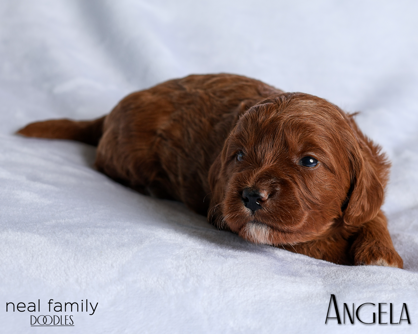 Angela White 20260216-IMG_0523