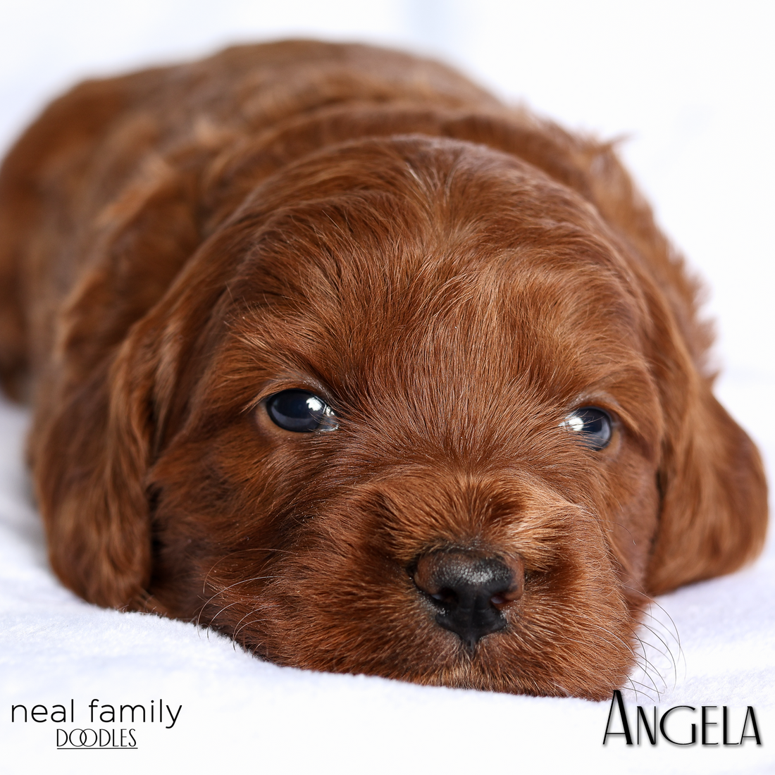 Angela White 20260216-IMG_0519