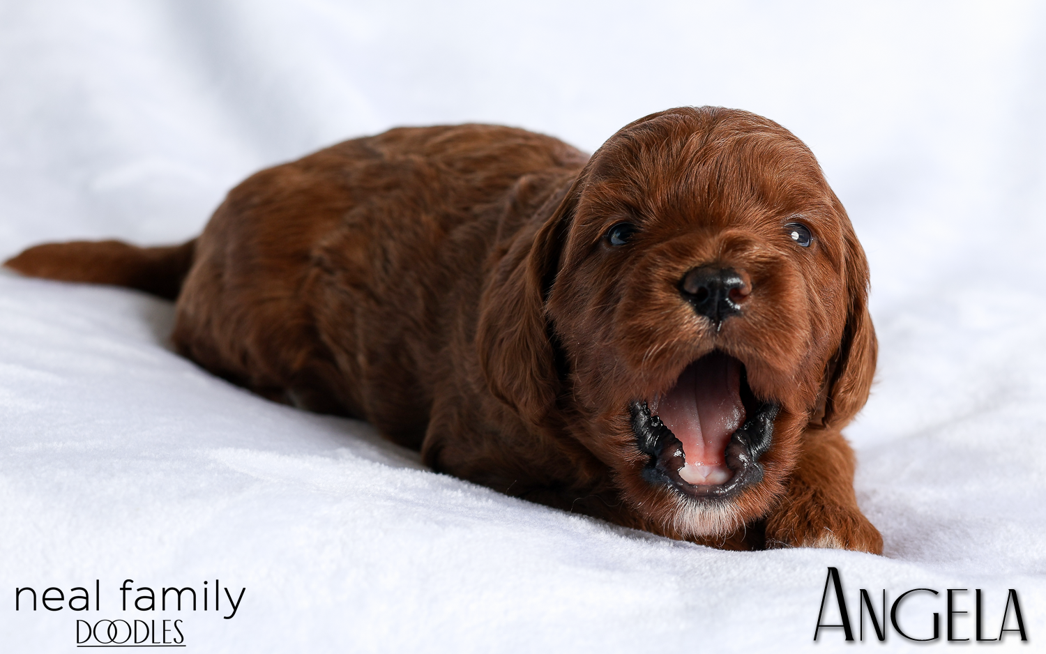 Angela White 20260216-IMG_0533