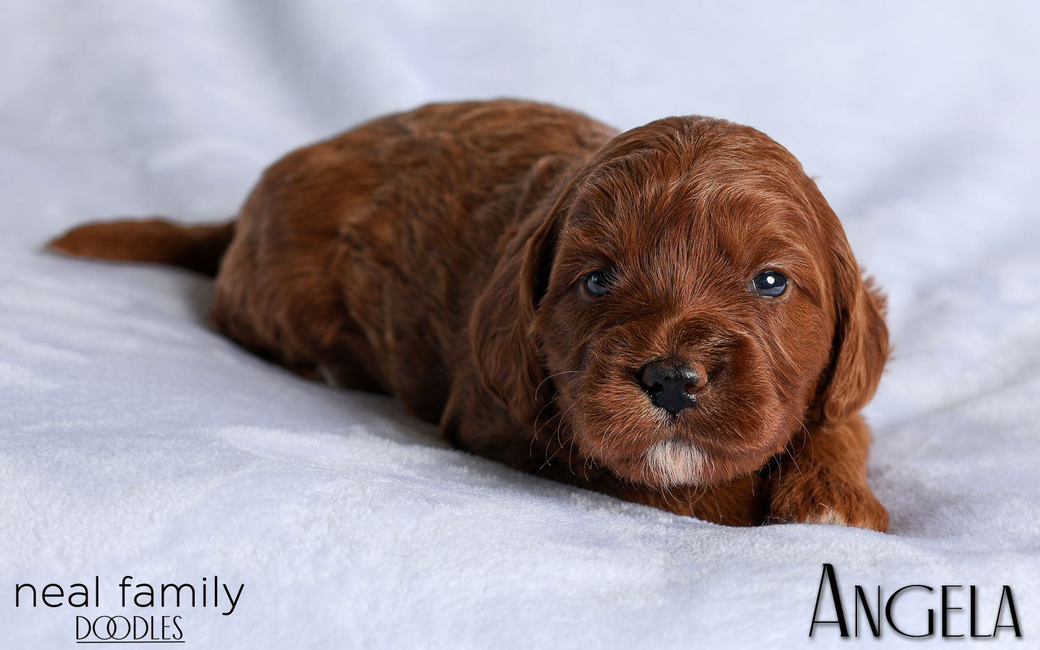 Angela White 20260216-IMG_0534