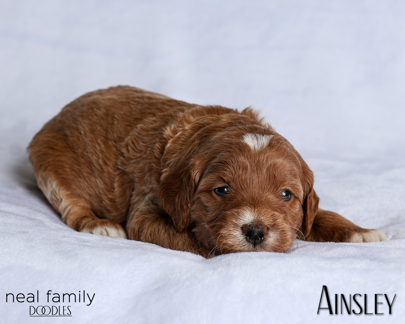 Ainsley Green 20260216-IMG_0552