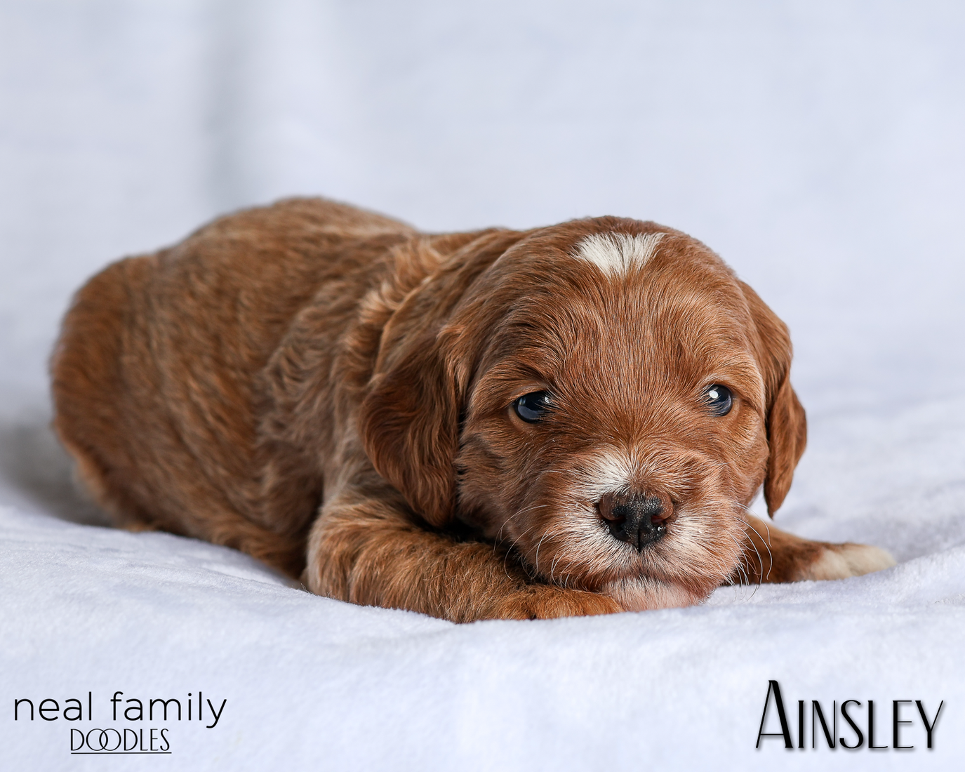 Ainsley Green 20260216-IMG_0563