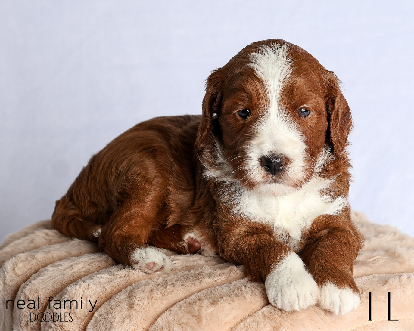 TL Red 4 weeks IMG_0748