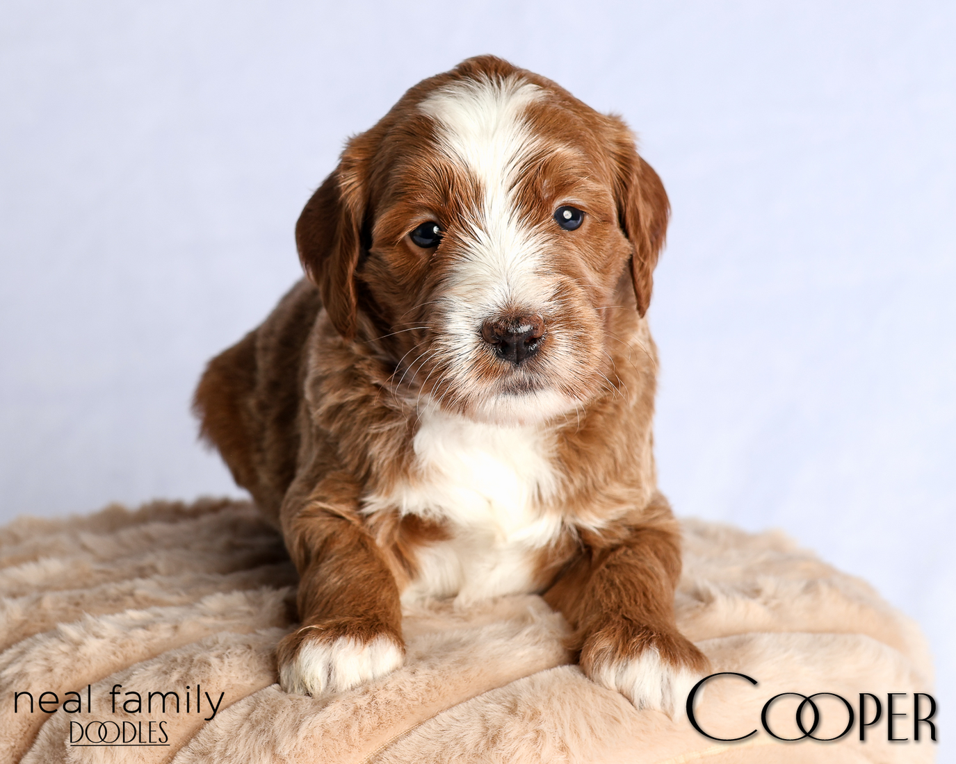 Cooper Blue 4 weeks 20260223-IMG_0767