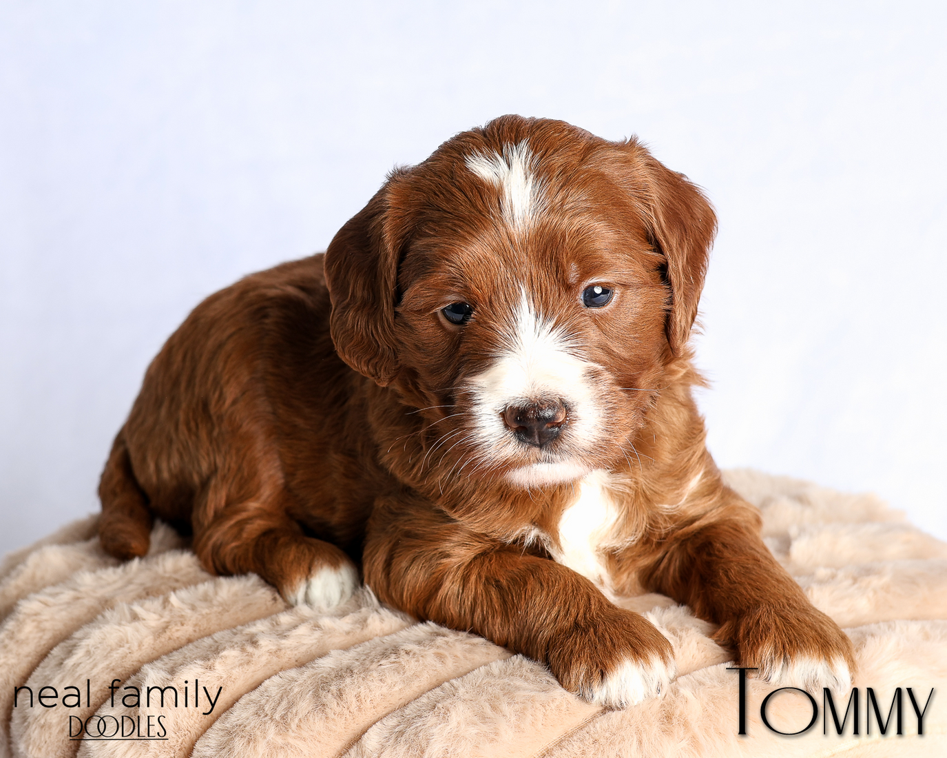 Tommy Yellow 4 weeks 20260223-IMG_0787