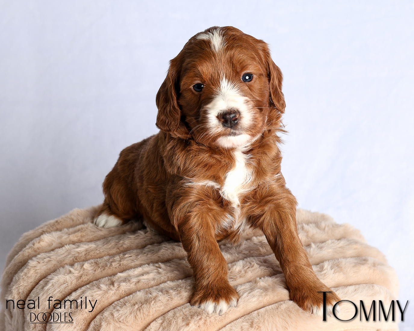 Tommy Yellow 4 weeks 20260223-IMG_0774