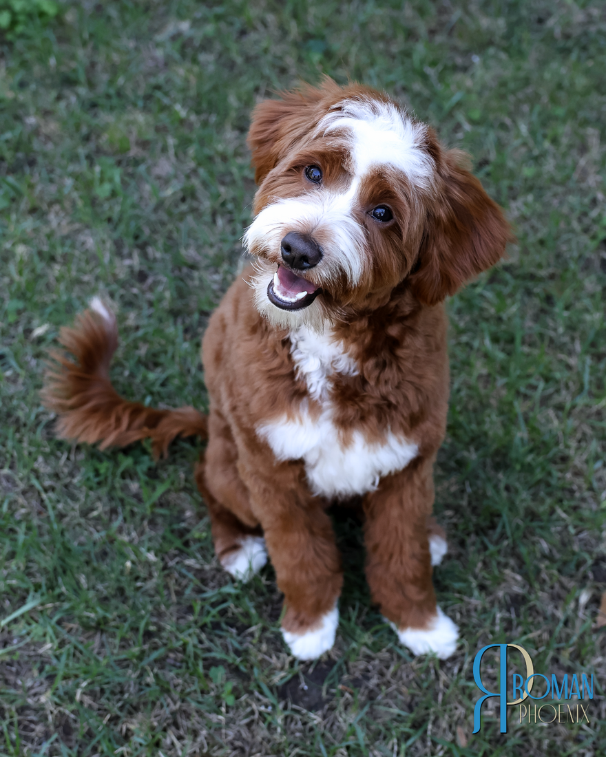 Roman (Neal Family Doodles Roman Phoenix)