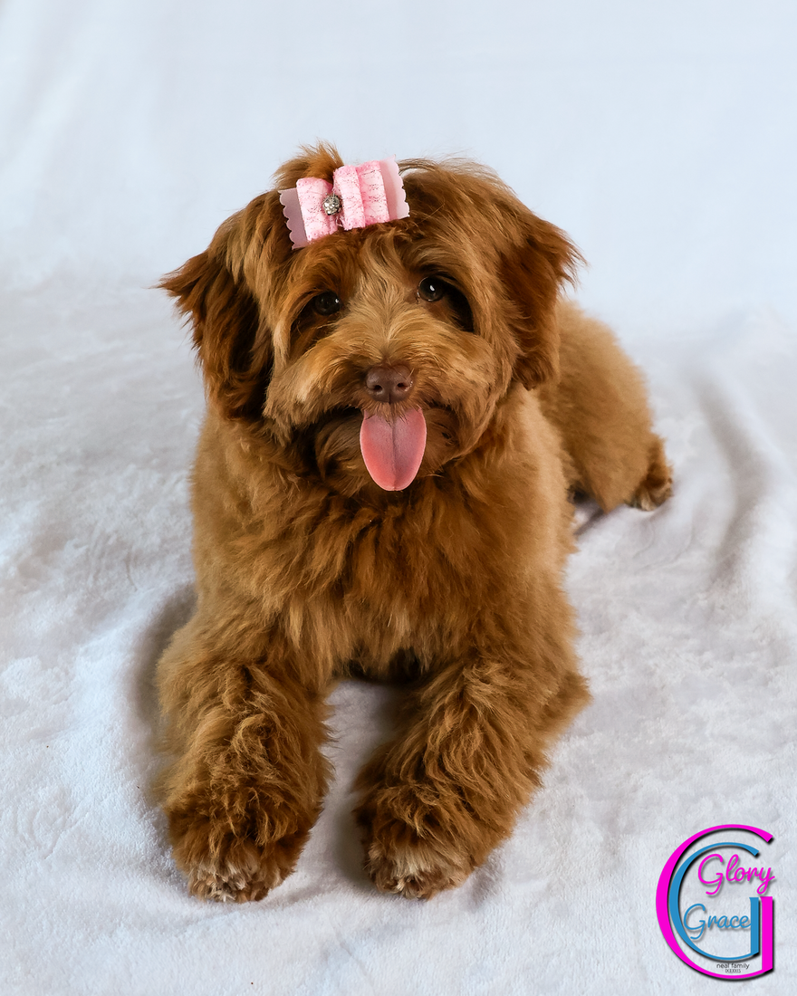 Glory Grace 19 weeks 20260302-IMG_1019