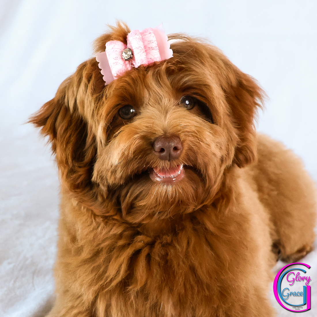 Glory Grace 19 weeks 20260302-IMG_1025