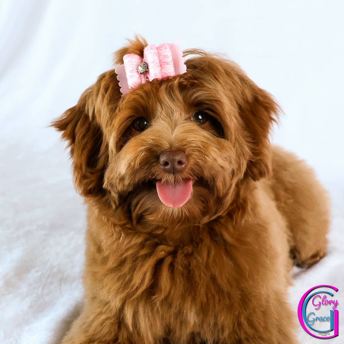 Glory Grace 19 weeks 20260302-IMG_1024