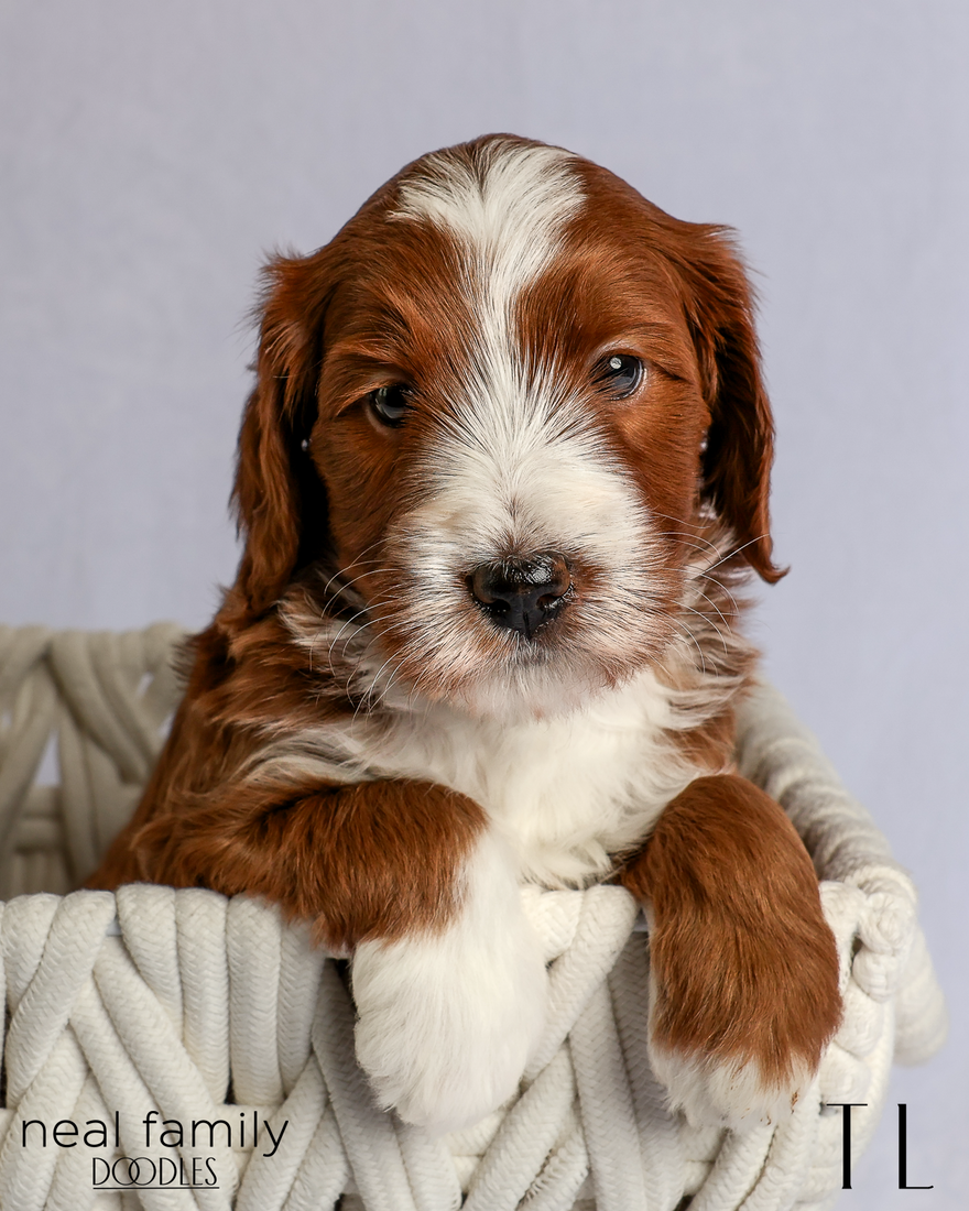 TL 5 weeks 20260303-IMG_1073