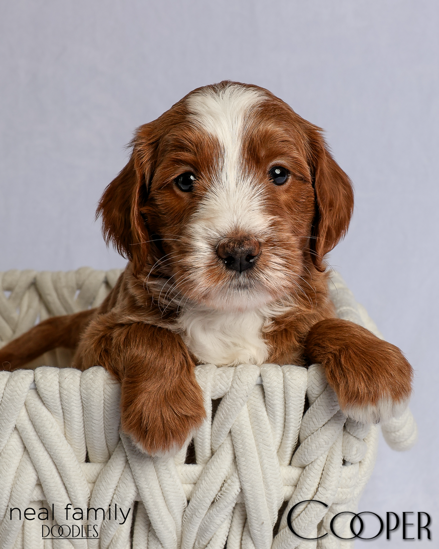 Cooper 5 weeks 20260303-IMG_1097