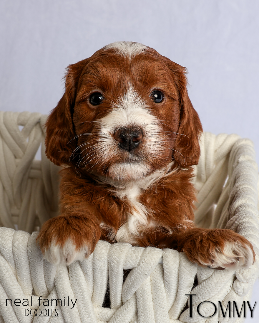 Tommy 5 weeks retake 20260303-IMG_1179