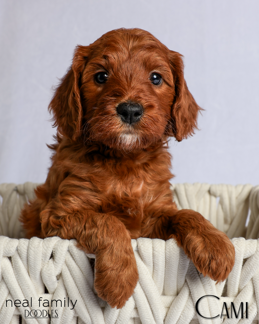 Cami 5 weeks 20260303-IMG_1137