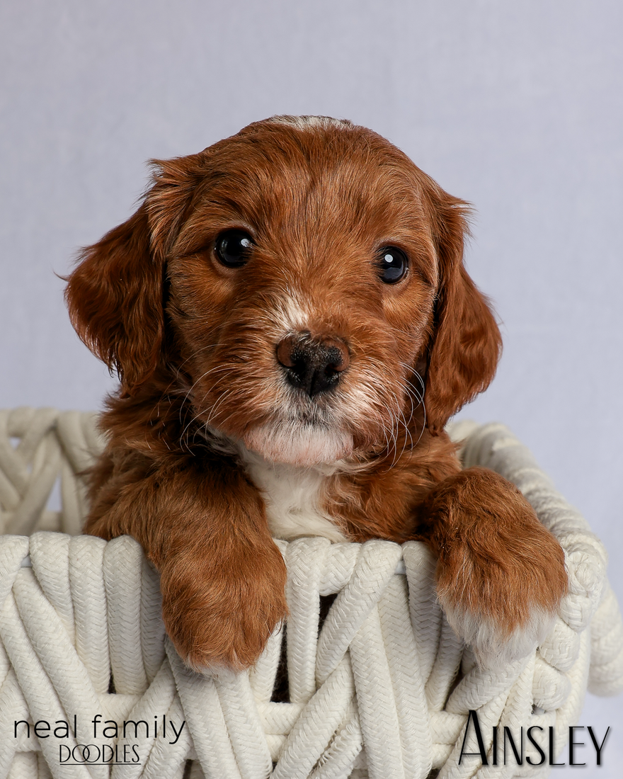 Ainsley 5 weeks 20260303-IMG_1156