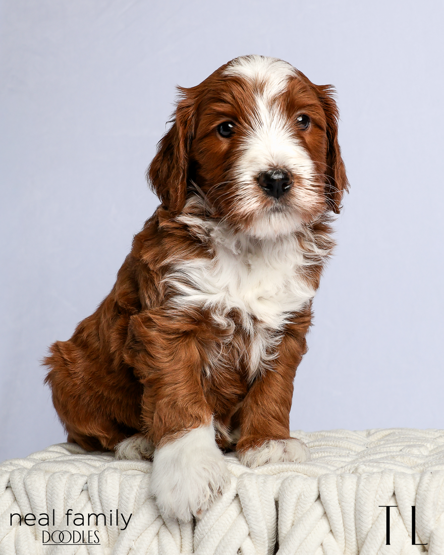 TL 5 weeks 2 20260303-IMG_1213