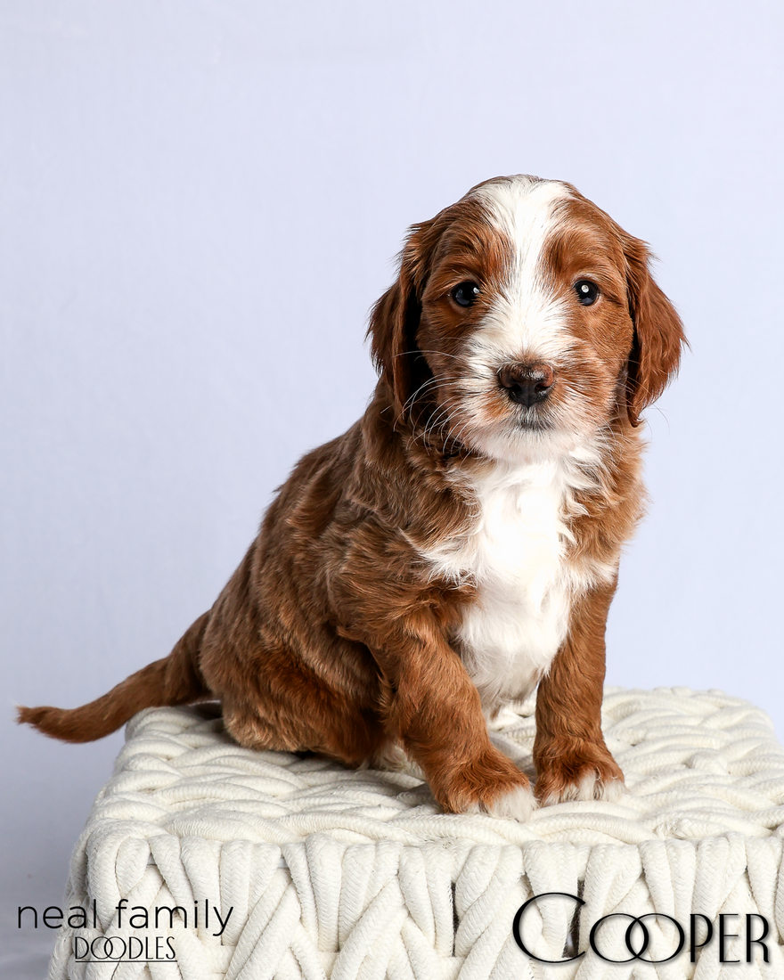 Cooper 5 weeks 2 20260303-IMG_1228