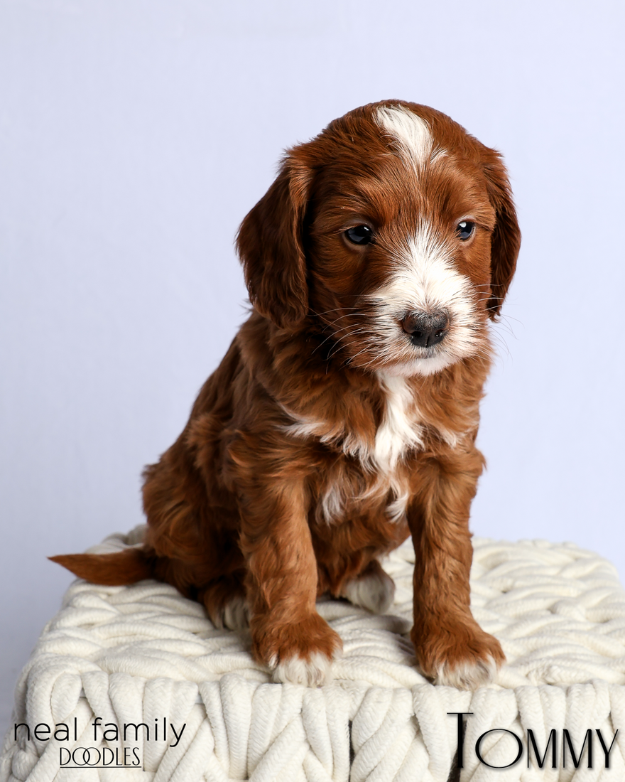 Tommy 5 weeks 2 20260303-IMG_1298