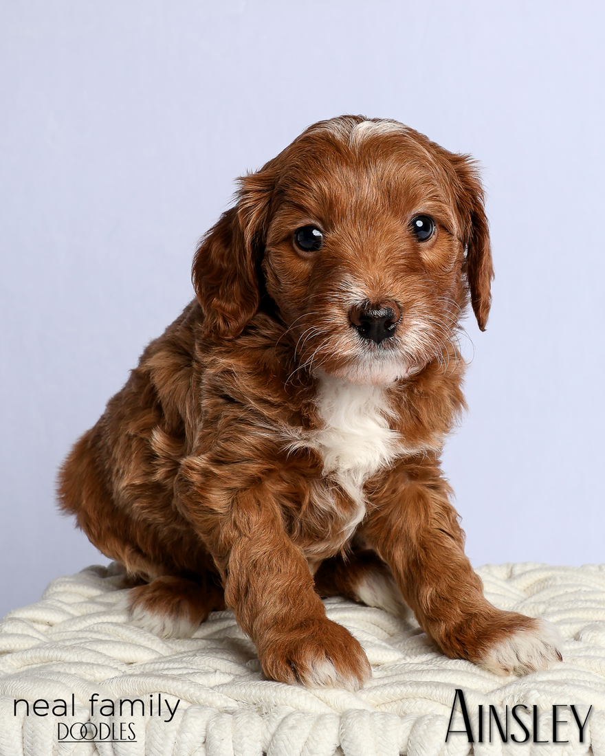 Ainsley 5 weeks 2 20260303-IMG_1277