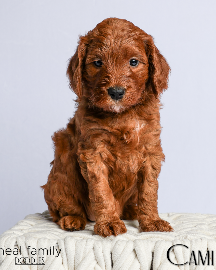 Cami 5 weeks 2 20260303-IMG_1192