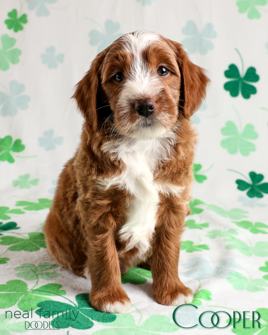 Cooper 6 weeks 20260309-IMG_1502