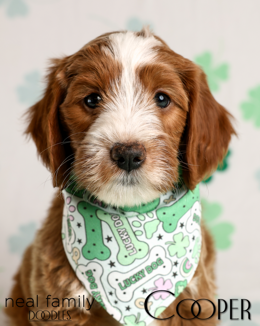 Cooper 7 weeks 20260316-IMG_6372