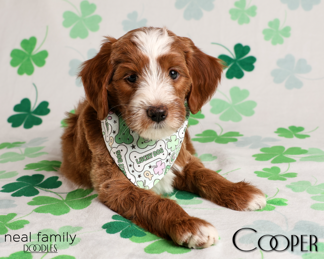 Cooper 7 weeks 20260316-IMG_6385