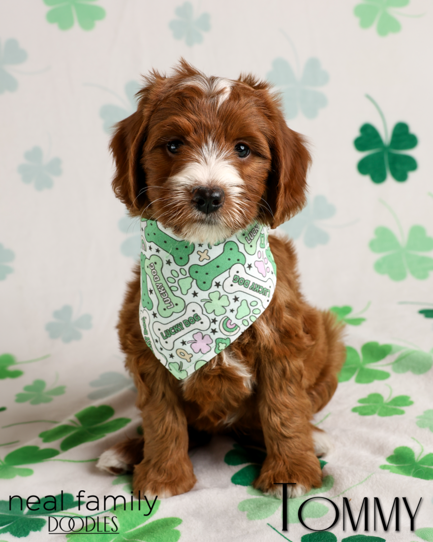 Tommy 7 weeks 20260316-IMG_6312