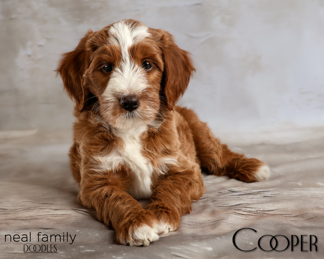 Cooper 8 weeks 20260321-IMG_6448