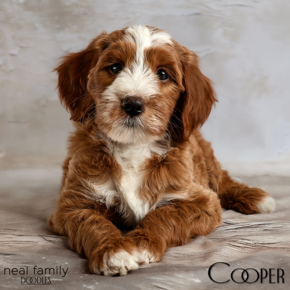 Cooper 8 weeks square 20260321-IMG_6438