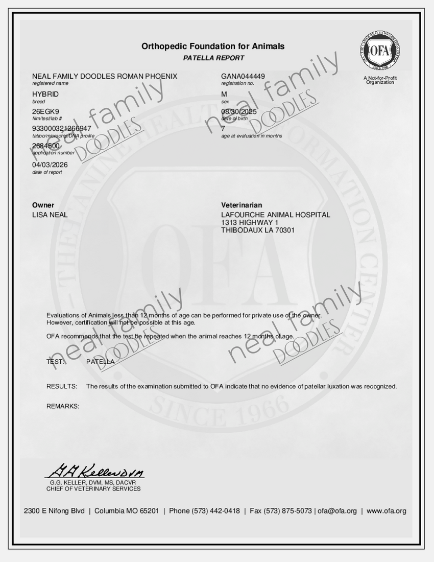 OFA Prelim Certificate NEAL FAMILY DOODLES ROMAN PHOENIX-PATELLA-2026-04-02