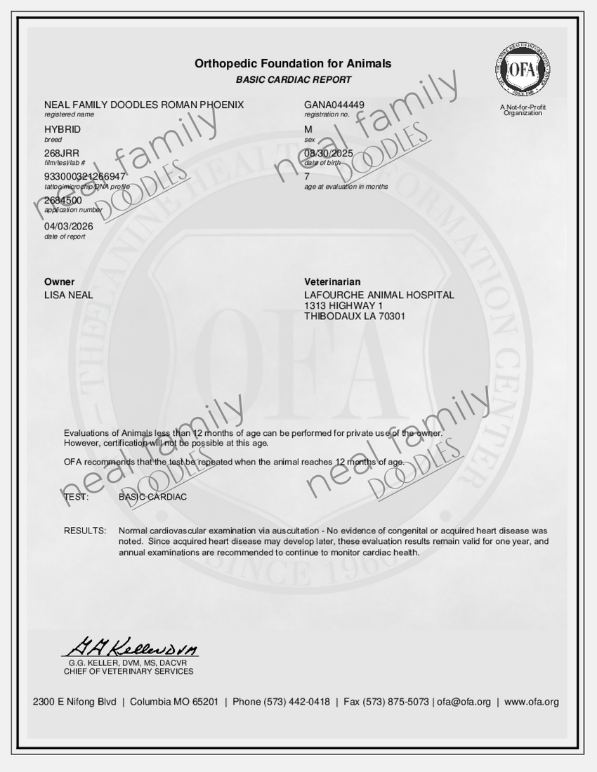 OFA Prelim Certificate NEAL FAMILY DOODLES ROMAN PHOENIX-BASIC CARDIAC-2026-04-02