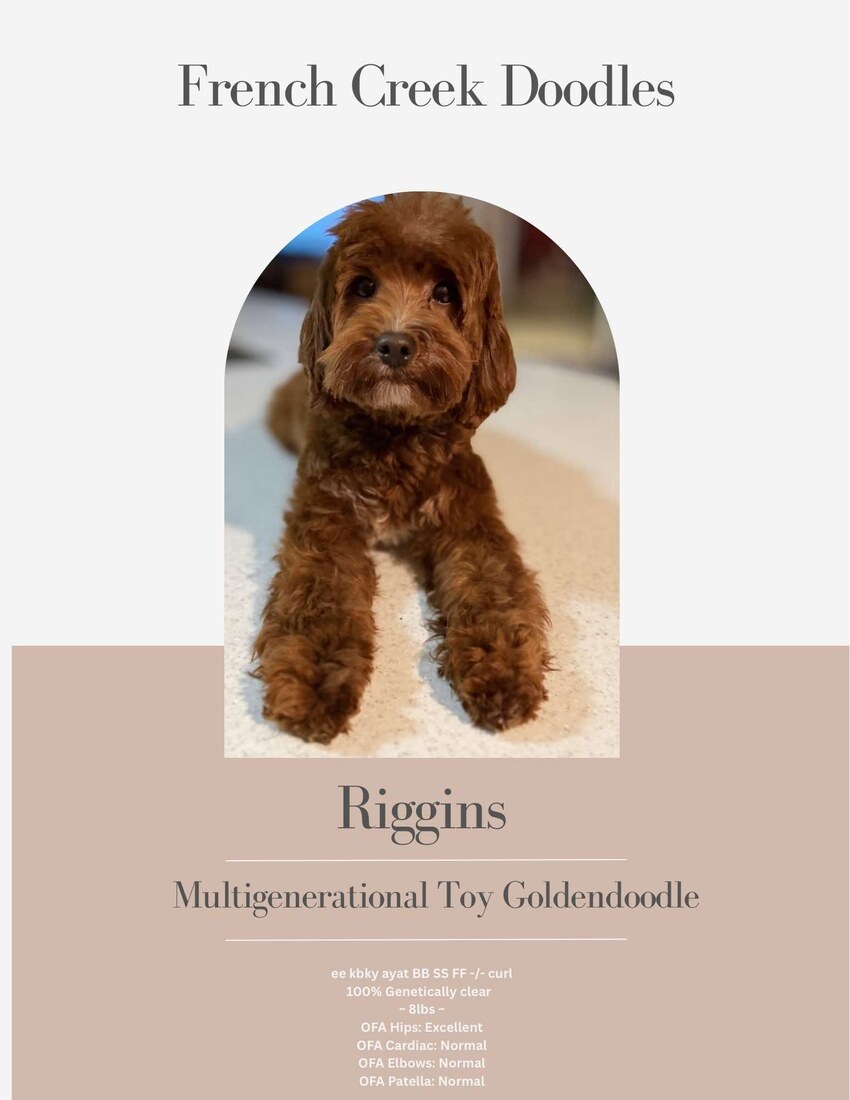 Riggins (French Creek Doodles Maverick Riggins)