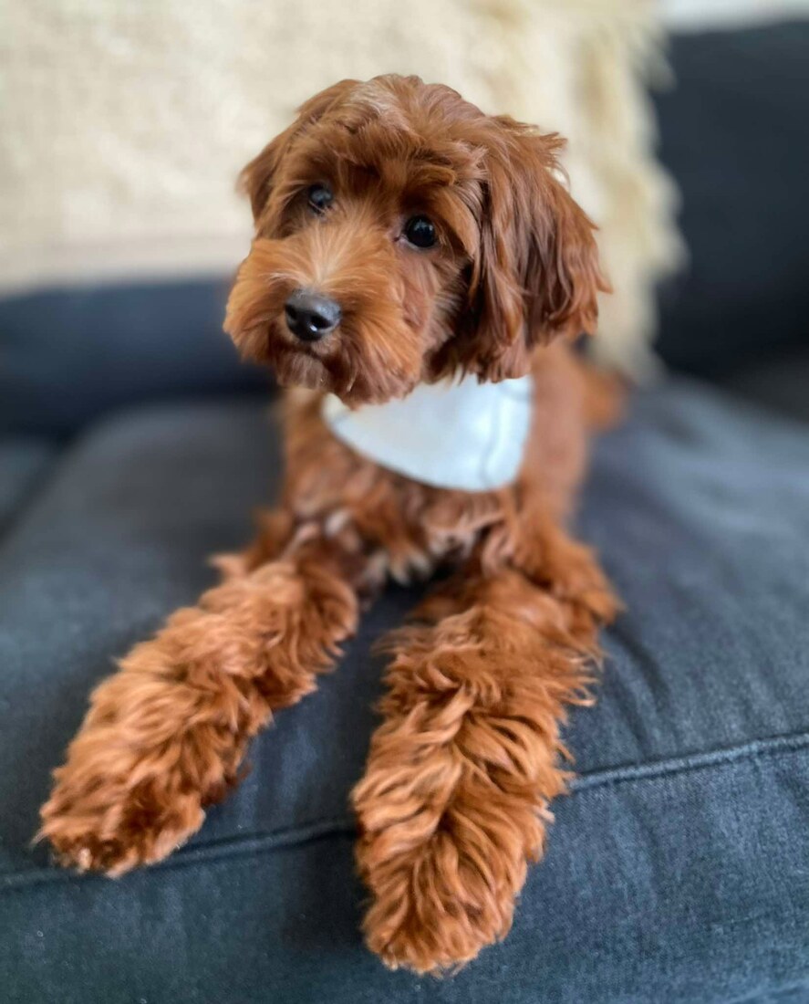 Riggins