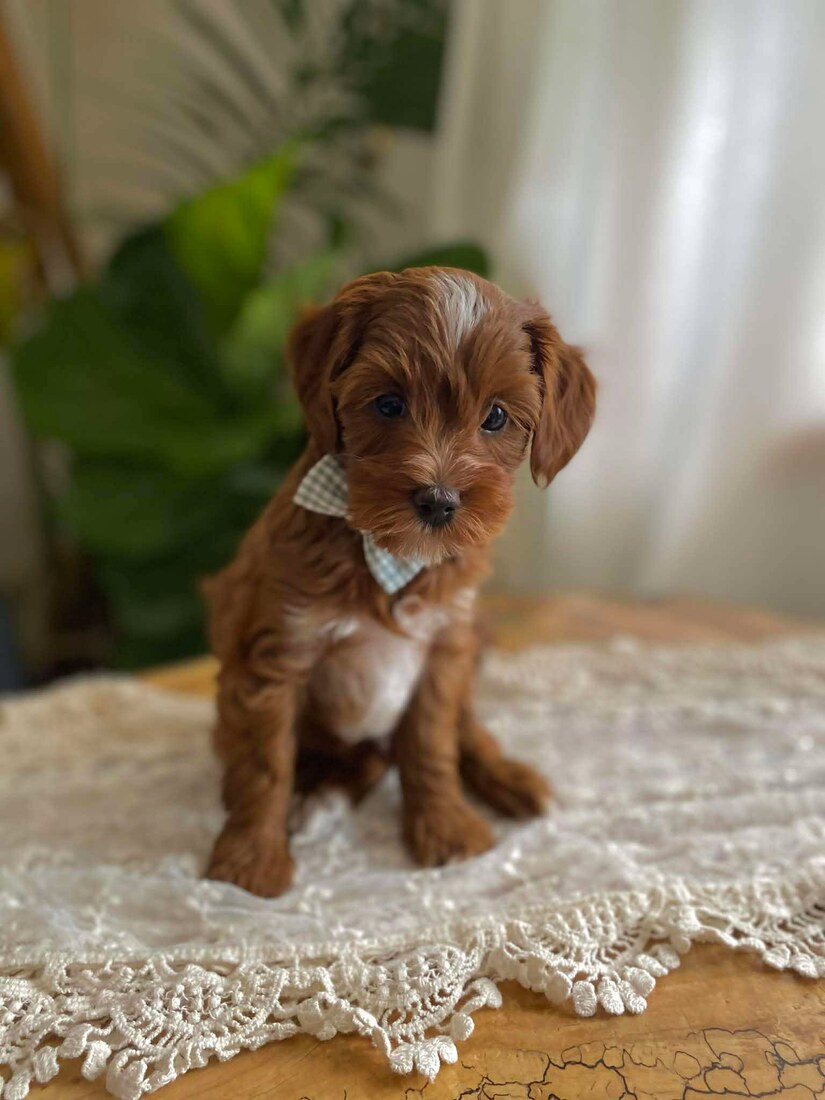 Puppy Riggins