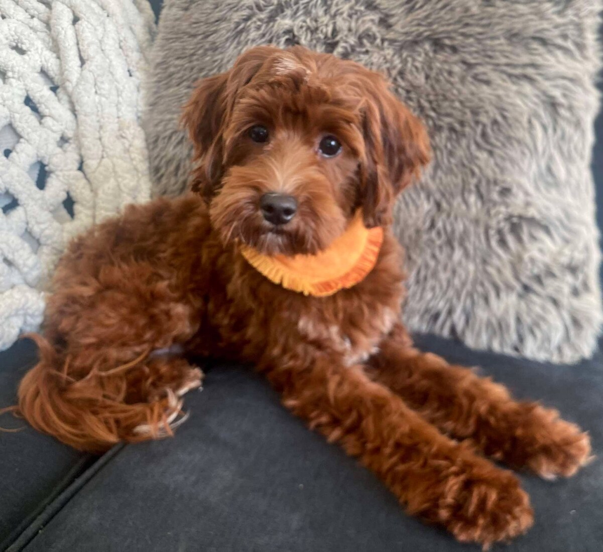 Puppy Riggins
