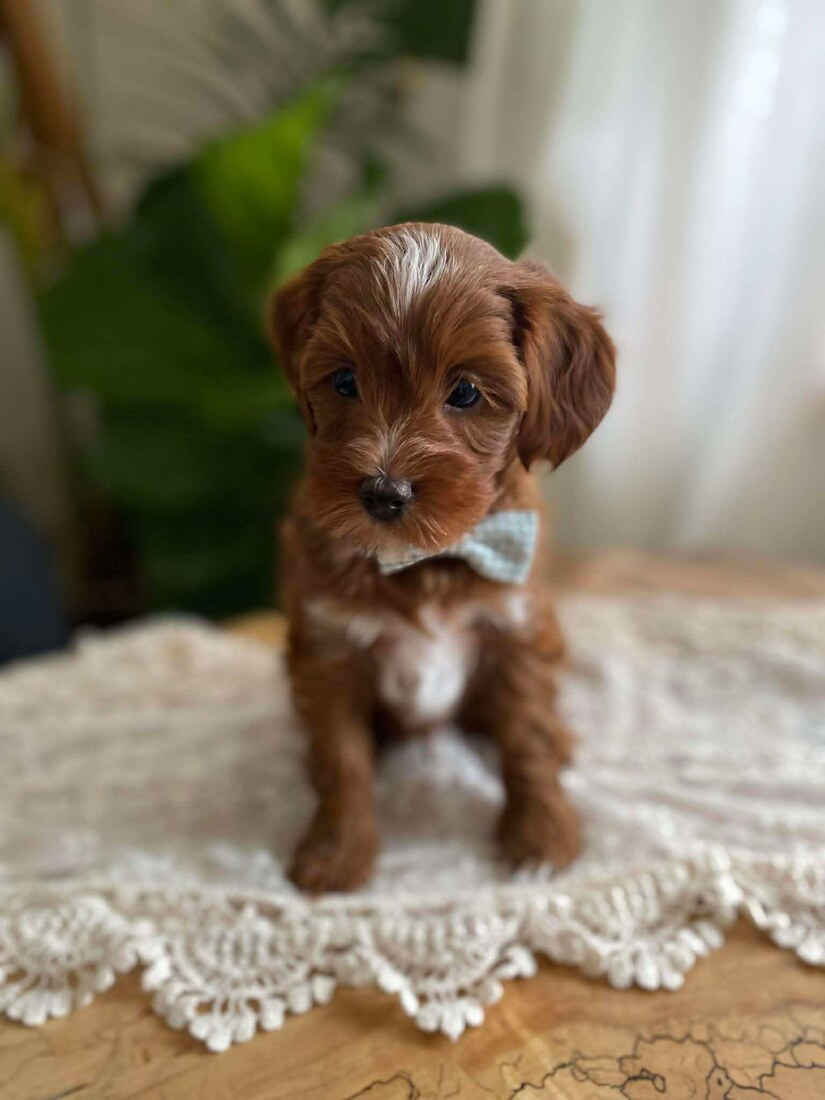 Puppy Riggins