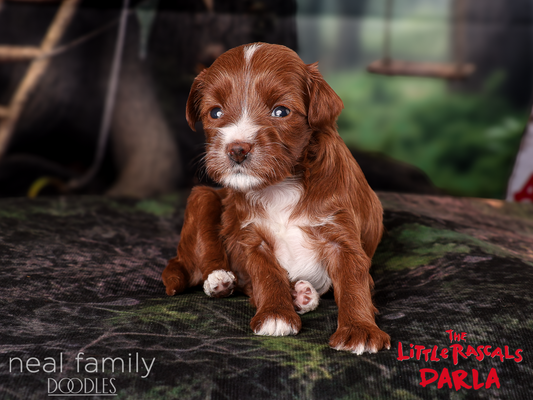 Darla