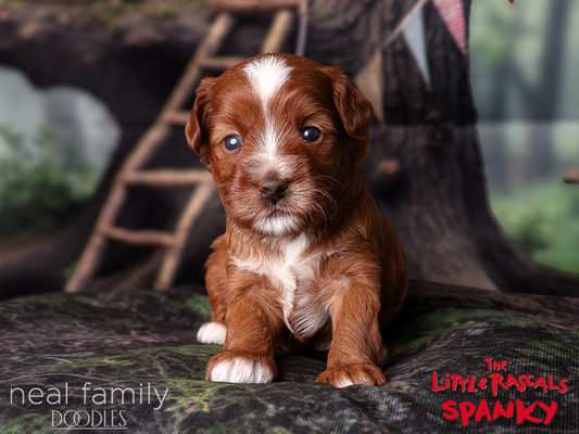Spanky