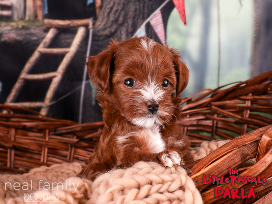 Breeding Program Prospect (Neal Family Doodles Maggie Mae)