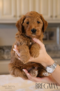 Bregman ("Bregman" (red collar) )