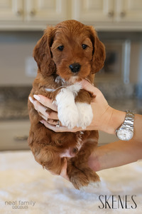 Oliver/Ollie ("Skenes”)