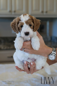 Livvy ("Livvy")