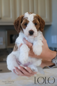 Lola ("Lolo" )
