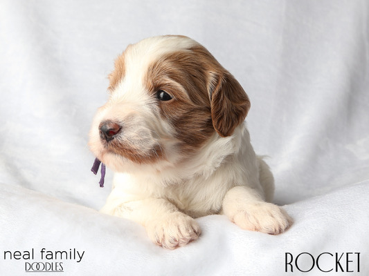 Rocket (Purple)