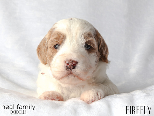 Lucy (Firefly (Orange))