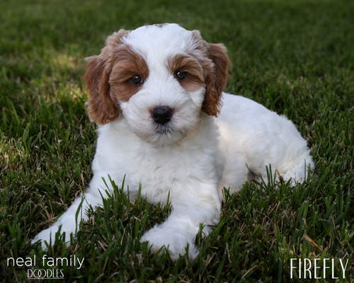 Lucy (Firefly (Orange))