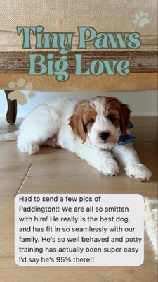 Paddington (Rocket (Purple))
