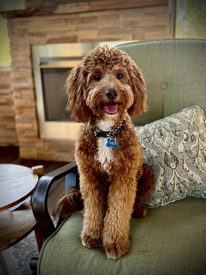 Whiskey  (Southern Doodle Boys Whiskey Wallen)